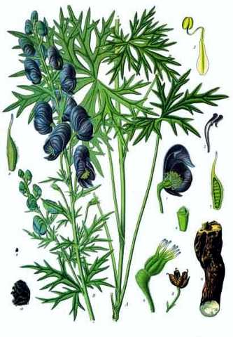 Aconitum drawing Aconitum drawing